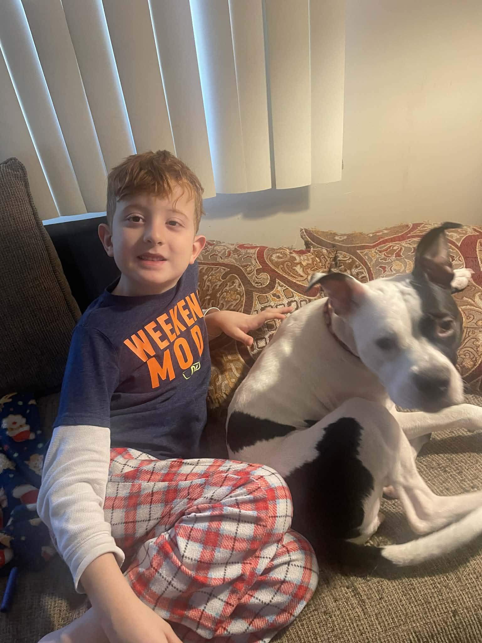 Callie , ADOPTABLE, Adult Female Pit Bull Terrier.