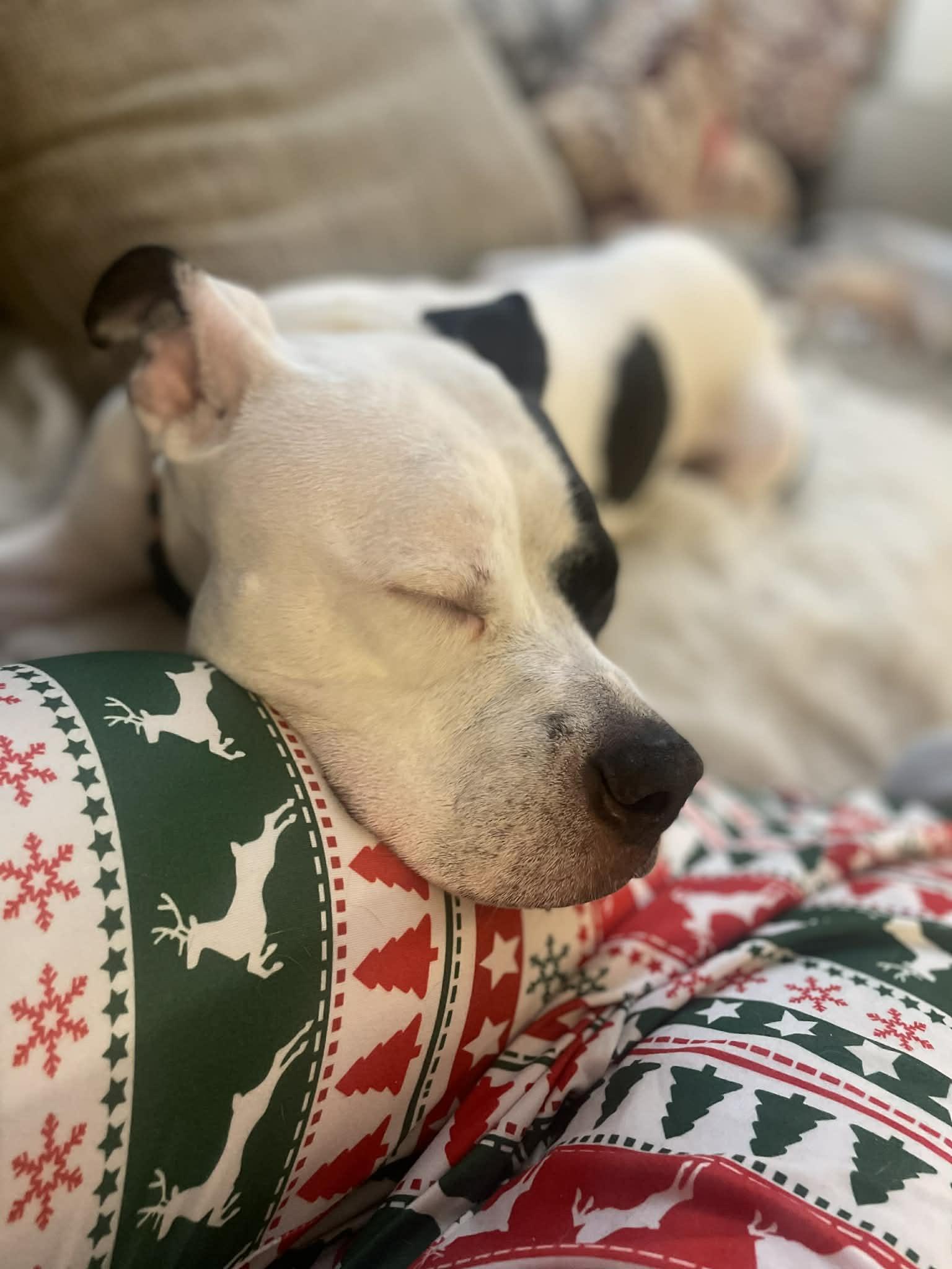 Enlarge Callie , a ADOPTABLE mixed breed in Succasunna, NJ image 2/4