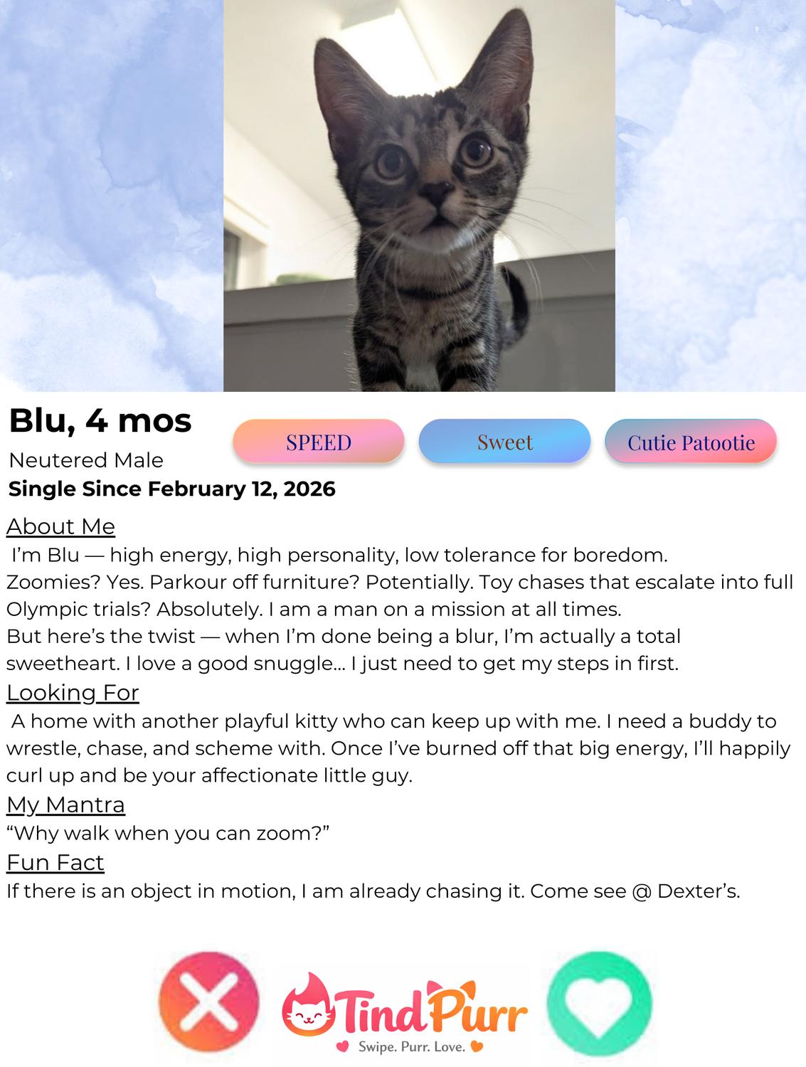 Enlarge Blu, an adopted Domestic Short Hair in Indiana, PA image 2/2