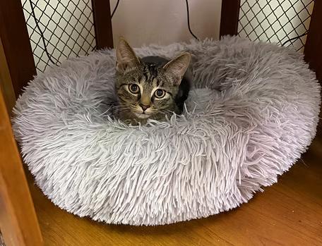 Blu, adopted, Kitten Male Domestic Short Hair.