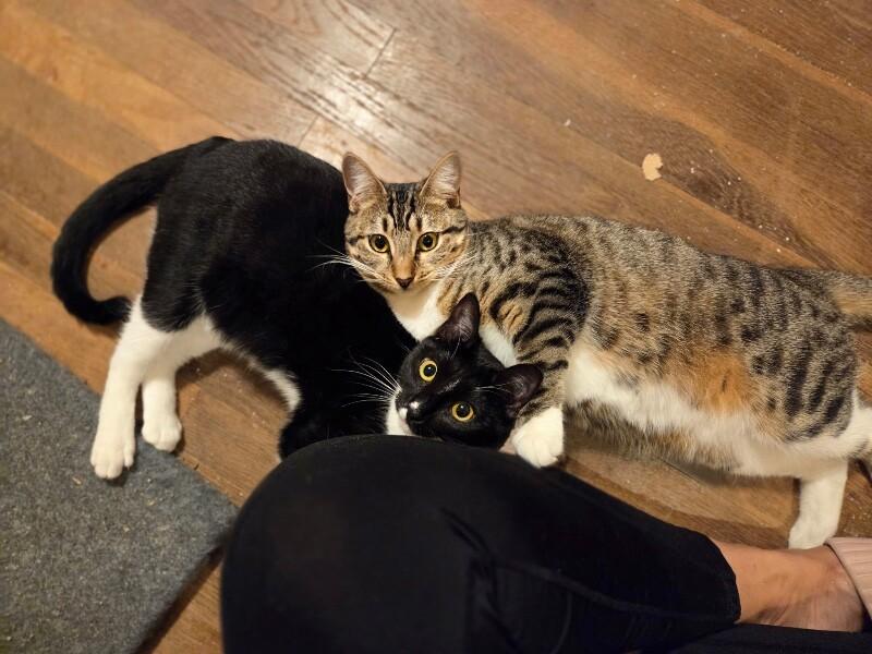 Pixie Perfection — thumbnail 3