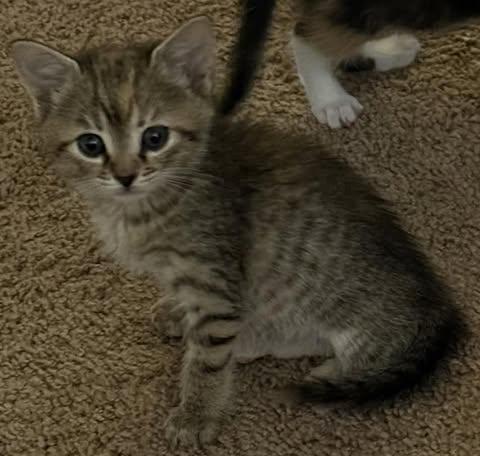 Zoey, an adopted Domestic Short Hair in Johnston , RI image 6/6