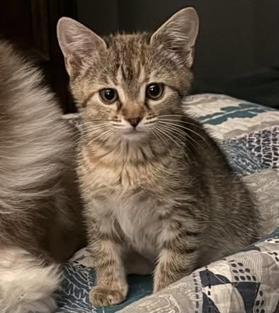 Zoey, an adopted Domestic Short Hair in Johnston , RI image 5/6