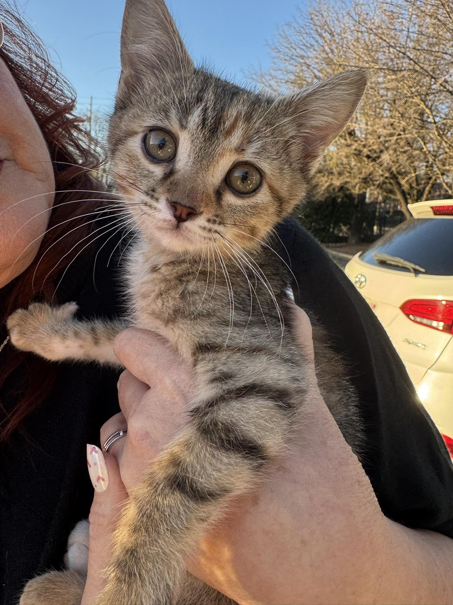 Zoey, adopted, Kitten Female Domestic Short Hair.