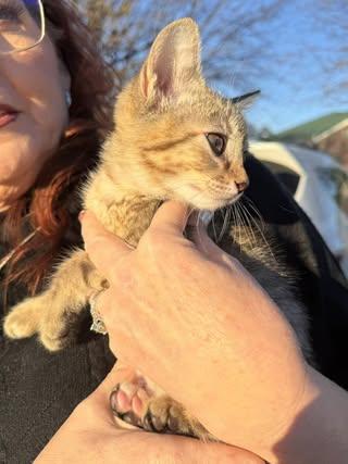 Zoey, an adopted Domestic Short Hair in Johnston , RI image 4/6