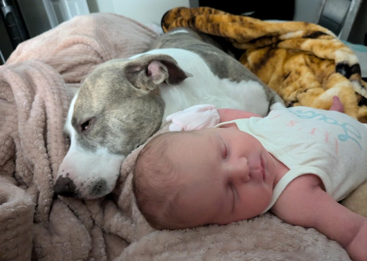 Frost, ADOPTABLE, Adult Male American Staffordshire Terrier.