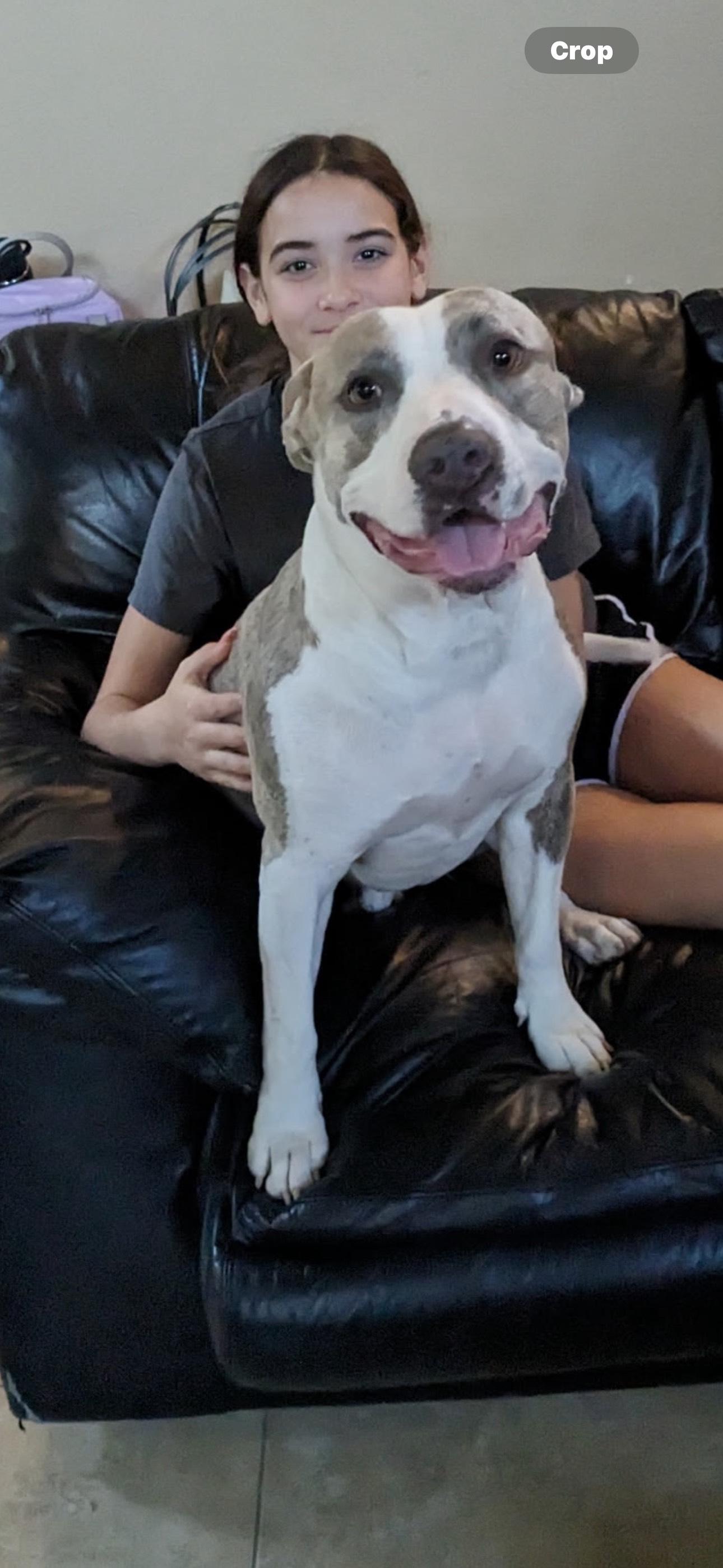 Frost, a ADOPTABLE mixed breed in Gilbert, AZ image 2/5