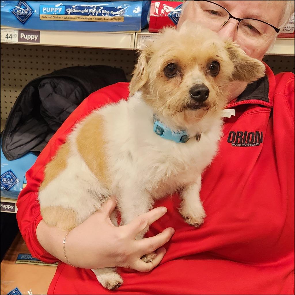 Peanut, Adoptable, Adult Male Shih Tzu & Cairn Terrier.