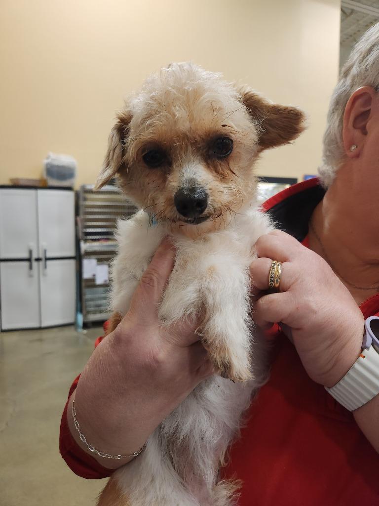 Peanut, a Adoptable mixed breed in Thompson Falls, MT image 2/4