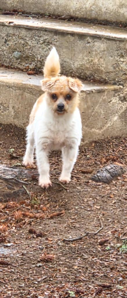 Peanut, a Adoptable mixed breed in Thompson Falls, MT image 3/4