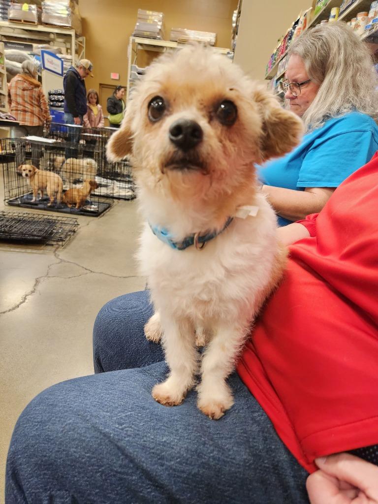 Peanut, a Adoptable mixed breed in Thompson Falls, MT image 4/4