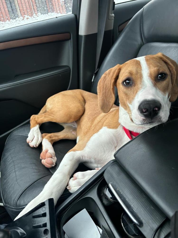 Enlarge Penny, a Adoptable mixed breed in Alden, NY image 1/6