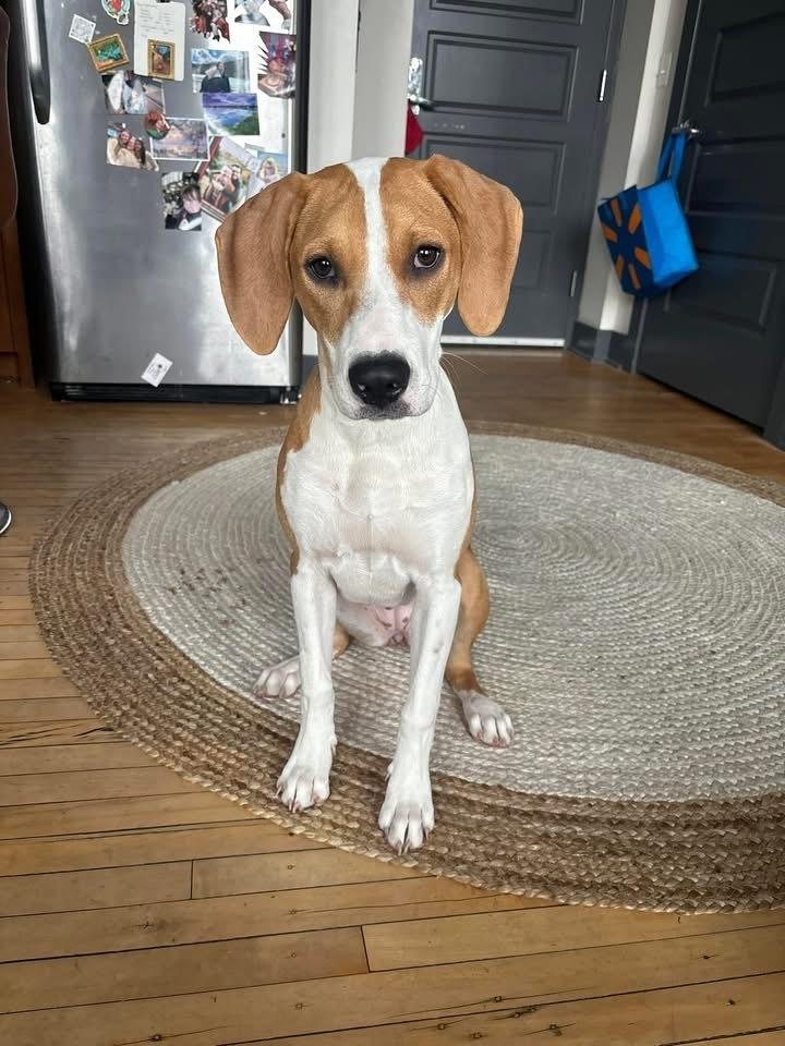 Enlarge Penny, a Adoptable mixed breed in Alden, NY image 2/6