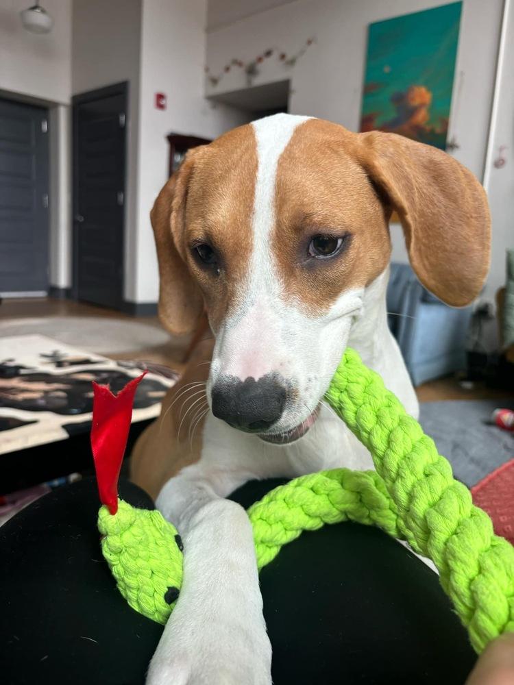 Enlarge Penny, a Adoptable mixed breed in Alden, NY image 4/6
