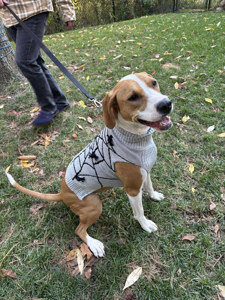 Enlarge Penny, a Adoptable mixed breed in Alden, NY image 4/6