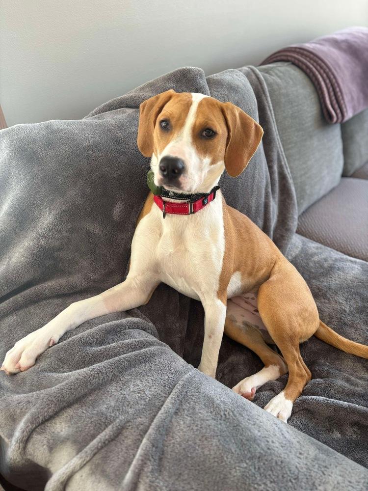 Enlarge Penny, a Adoptable mixed breed in Alden, NY image 5/6