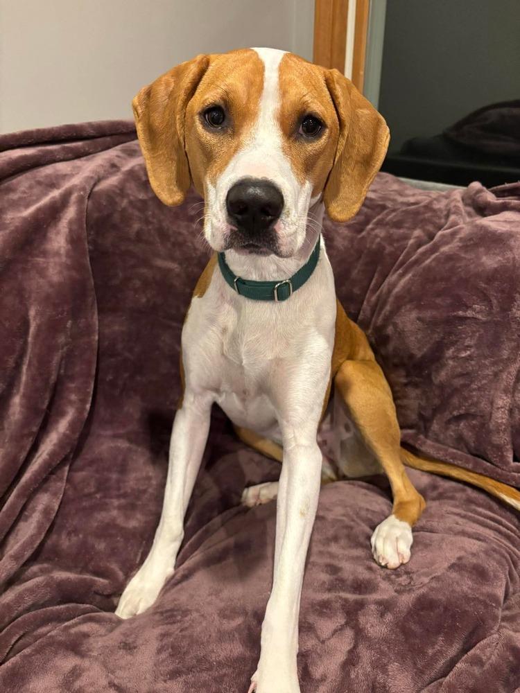 Enlarge Penny, a Adoptable mixed breed in Alden, NY image 6/6