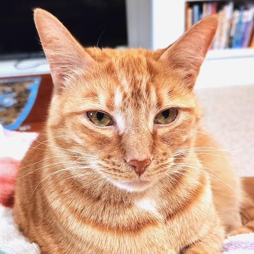 Tex, Adoptable, Adult Female Domestic Short Hair.