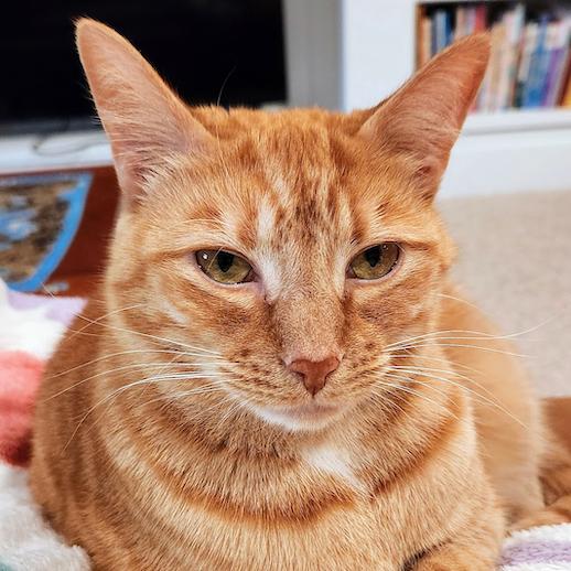 Tex, a Adoptable Domestic Short Hair in Chapel Hill, NC image 1/2