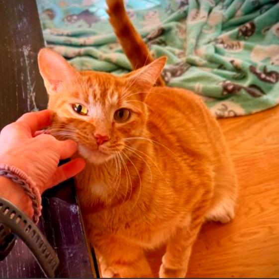 Tex, a Adoptable Domestic Short Hair in Chapel Hill, NC image 2/2