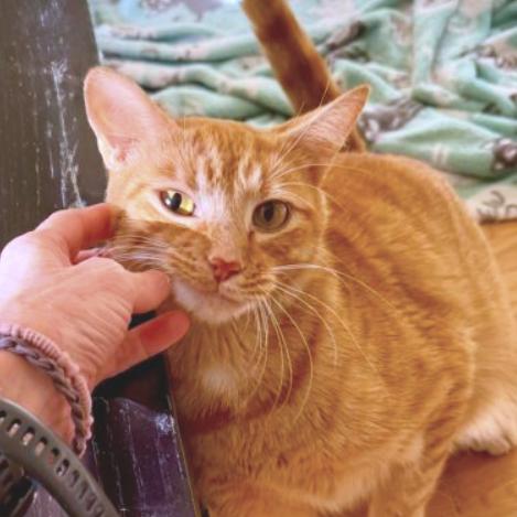 Tex, a Adoptable Domestic Short Hair in Chapel Hill, NC image 2/2