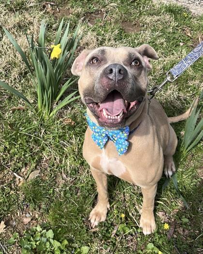 Enlarge Jenna, a Adoptable mixed breed in New Hope, PA image 1/3