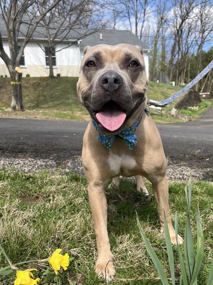 Enlarge Jenna, a Adoptable mixed breed in New Hope, PA image 2/3