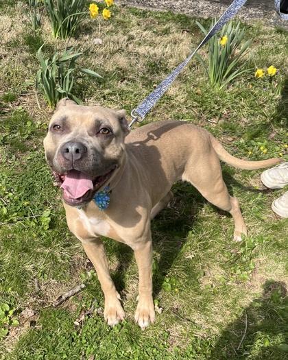 Enlarge Jenna, a Adoptable mixed breed in New Hope, PA image 3/3