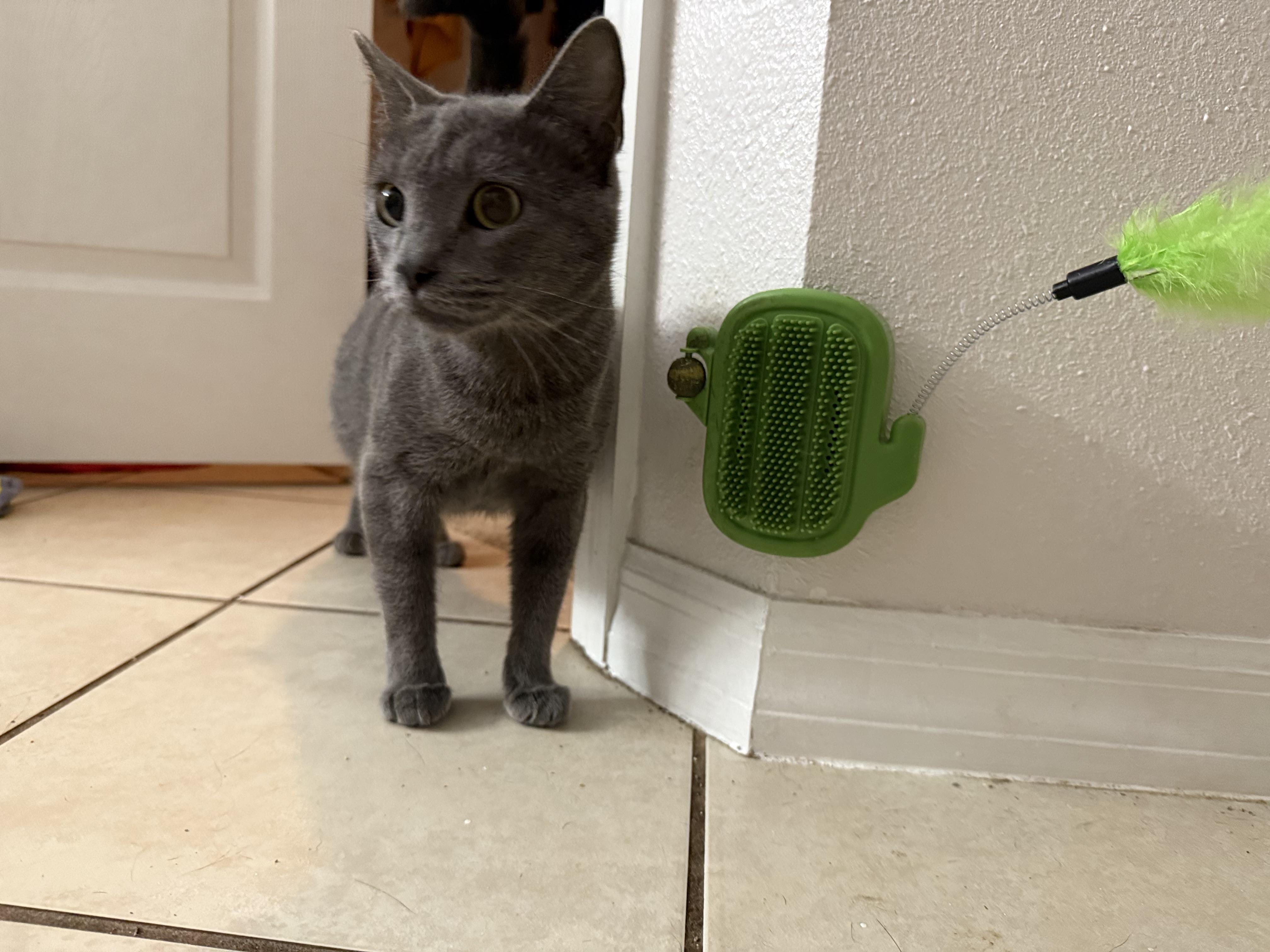 Luna, an adopted Russian Blue in Wimauma, FL image 2/5