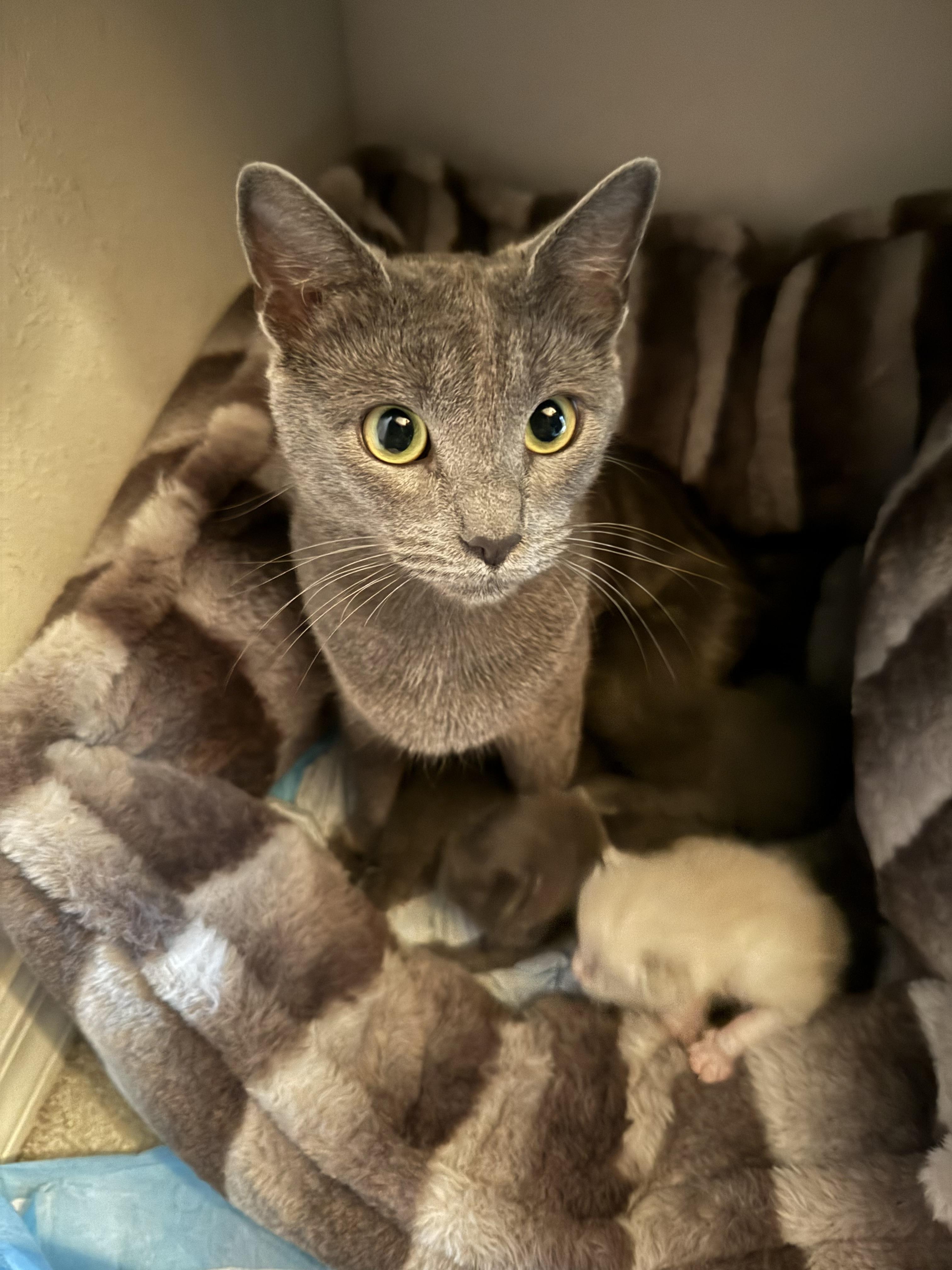Luna, an adopted Russian Blue in Wimauma, FL image 3/5