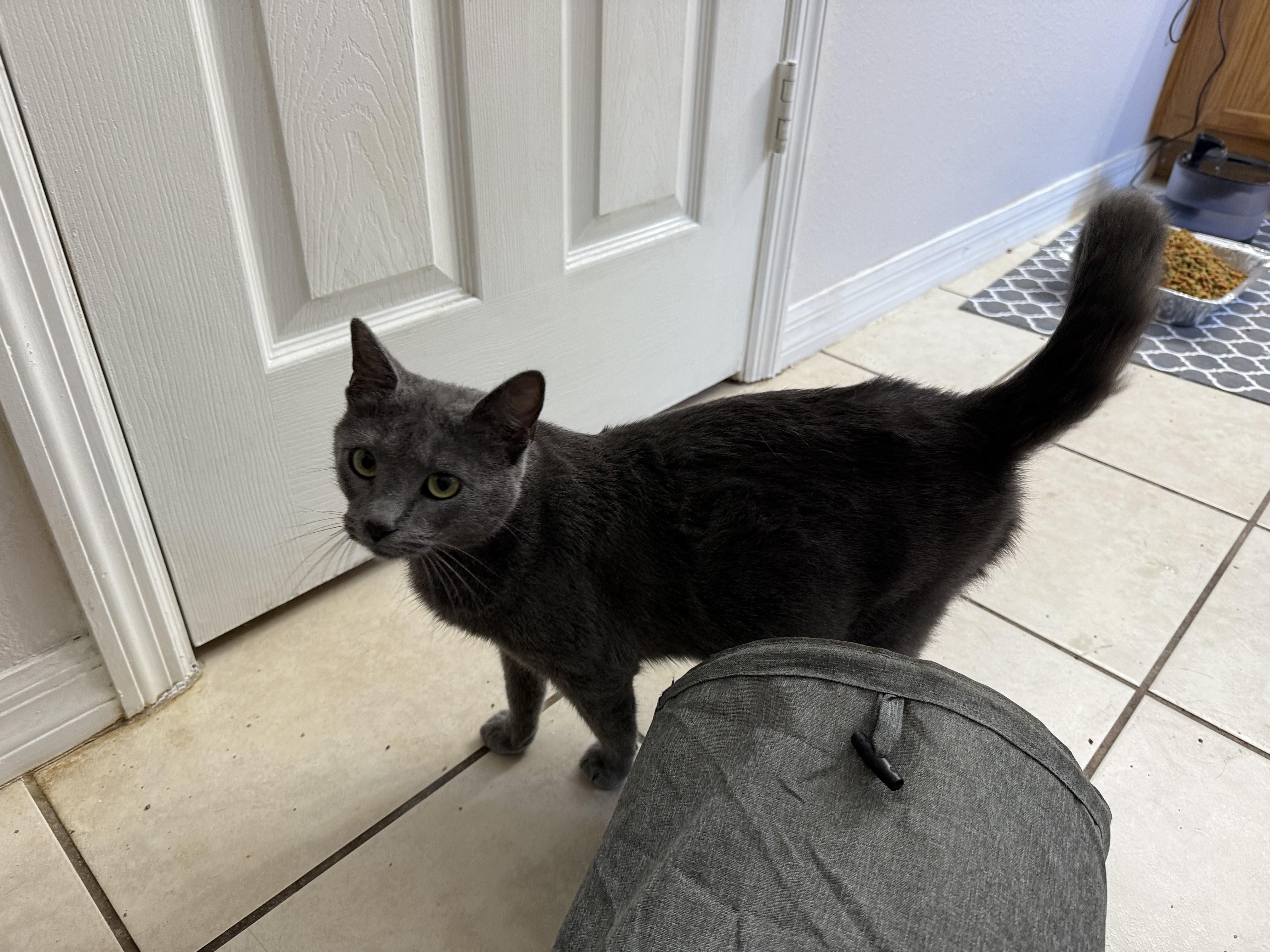 Luna, adopted, Young Female Russian Blue.