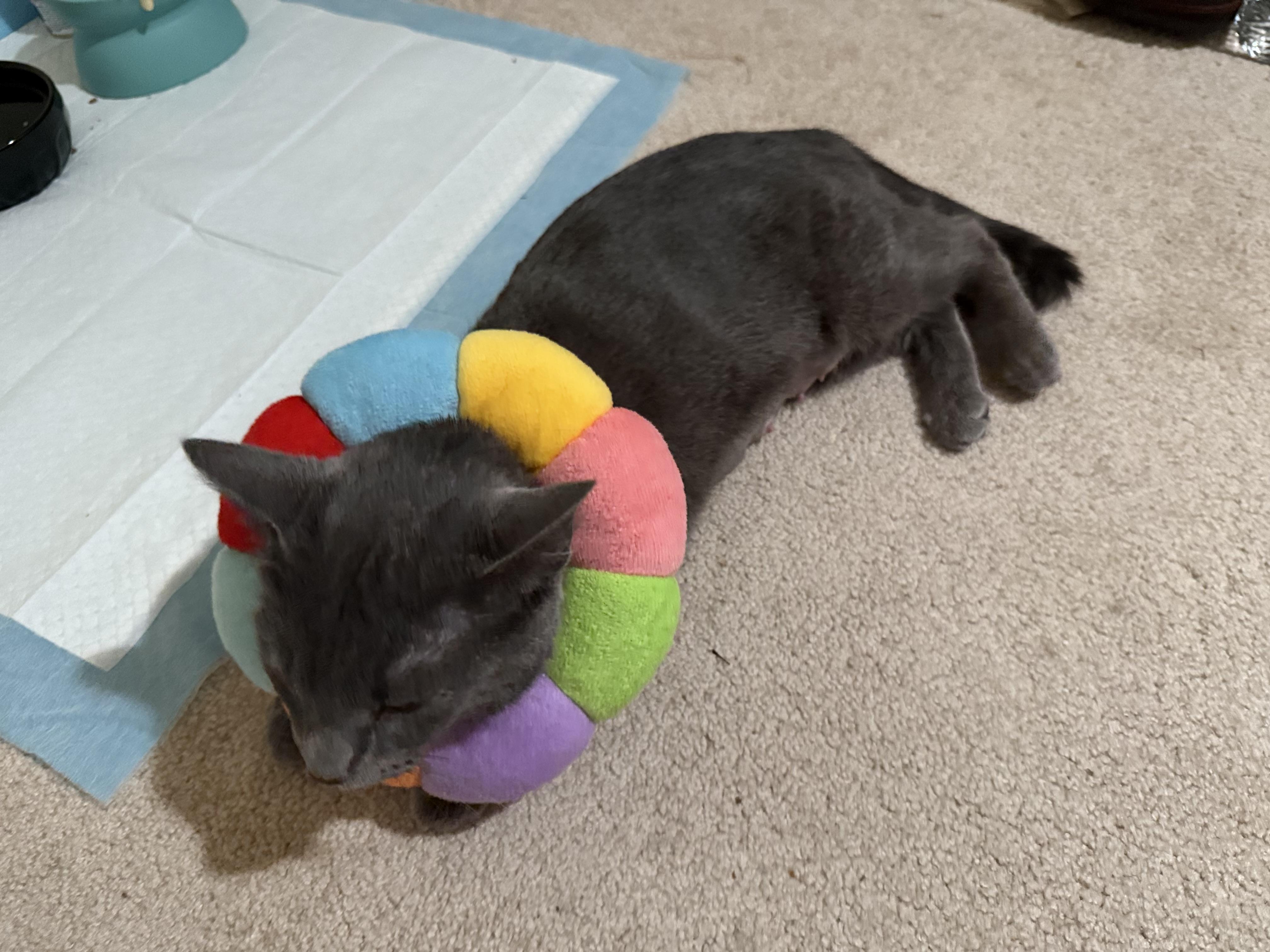 Luna, an adopted Russian Blue in Wimauma, FL image 4/5