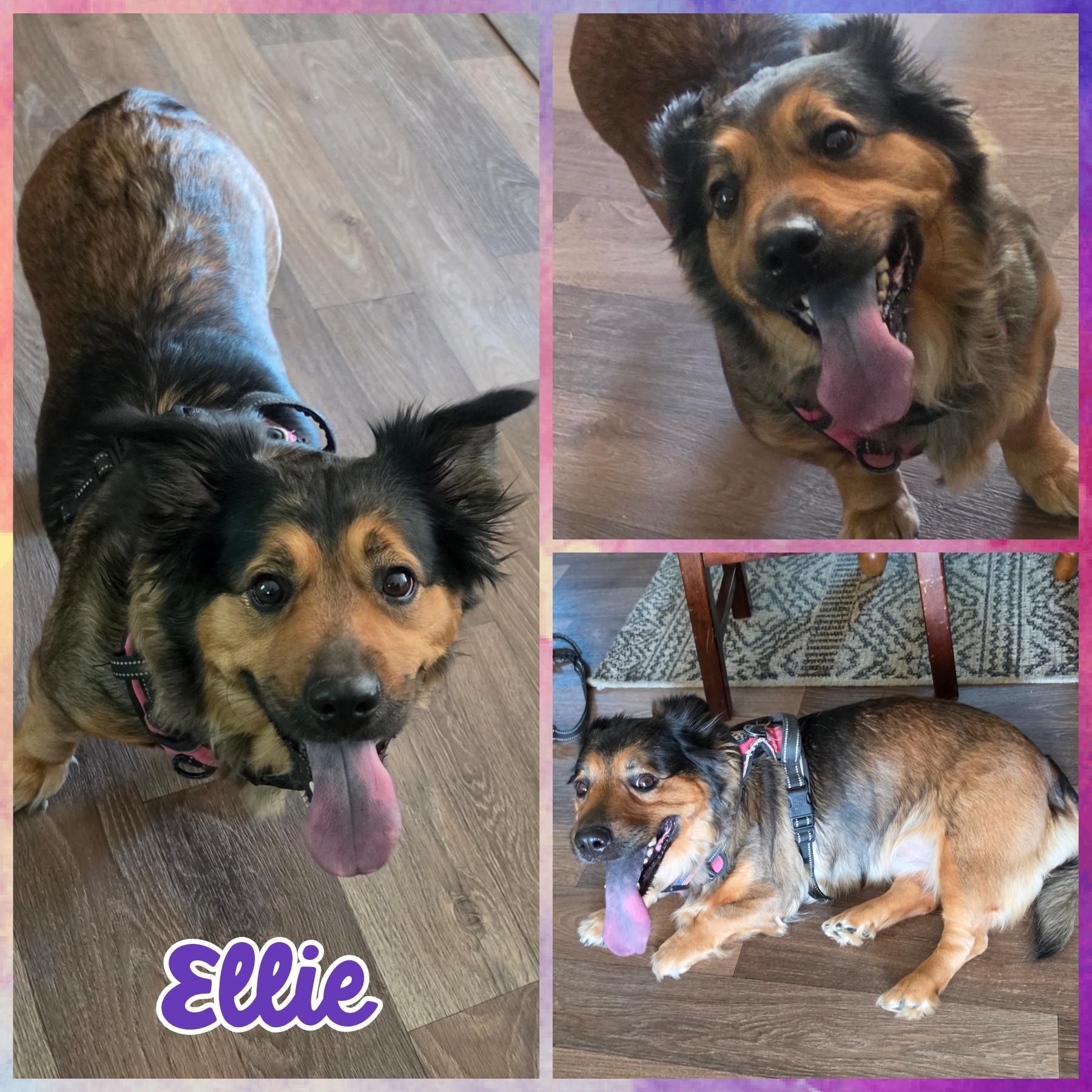 Enlarge Ellie, an adopted mixed breed in Blacksburg, SC image 1/1