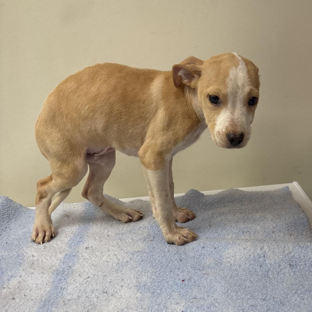 Enlarge Crab, a Adoptable mixed breed in Galax, VA image 1/1