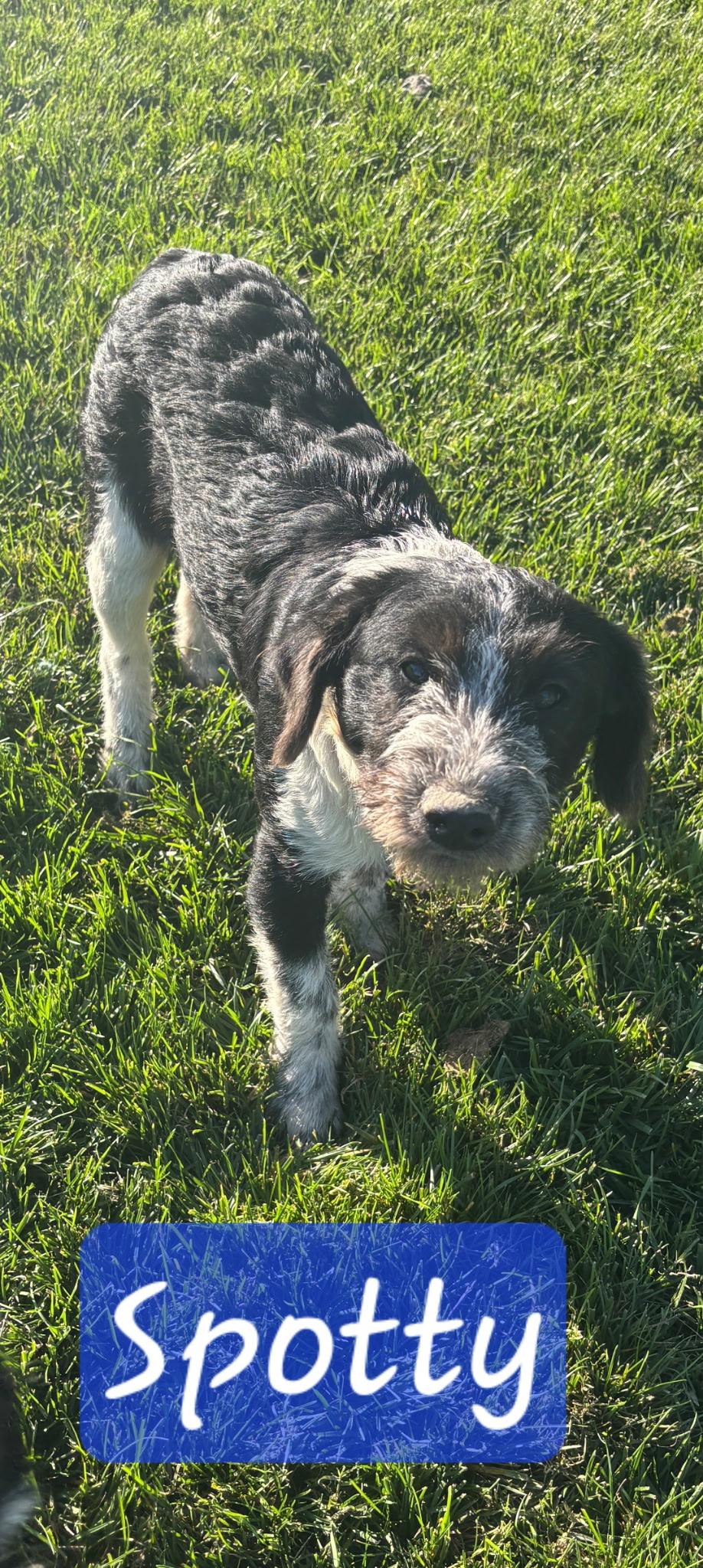 Enlarge Spotty, a Adoptable mixed breed in Atwater, CA image 1/1