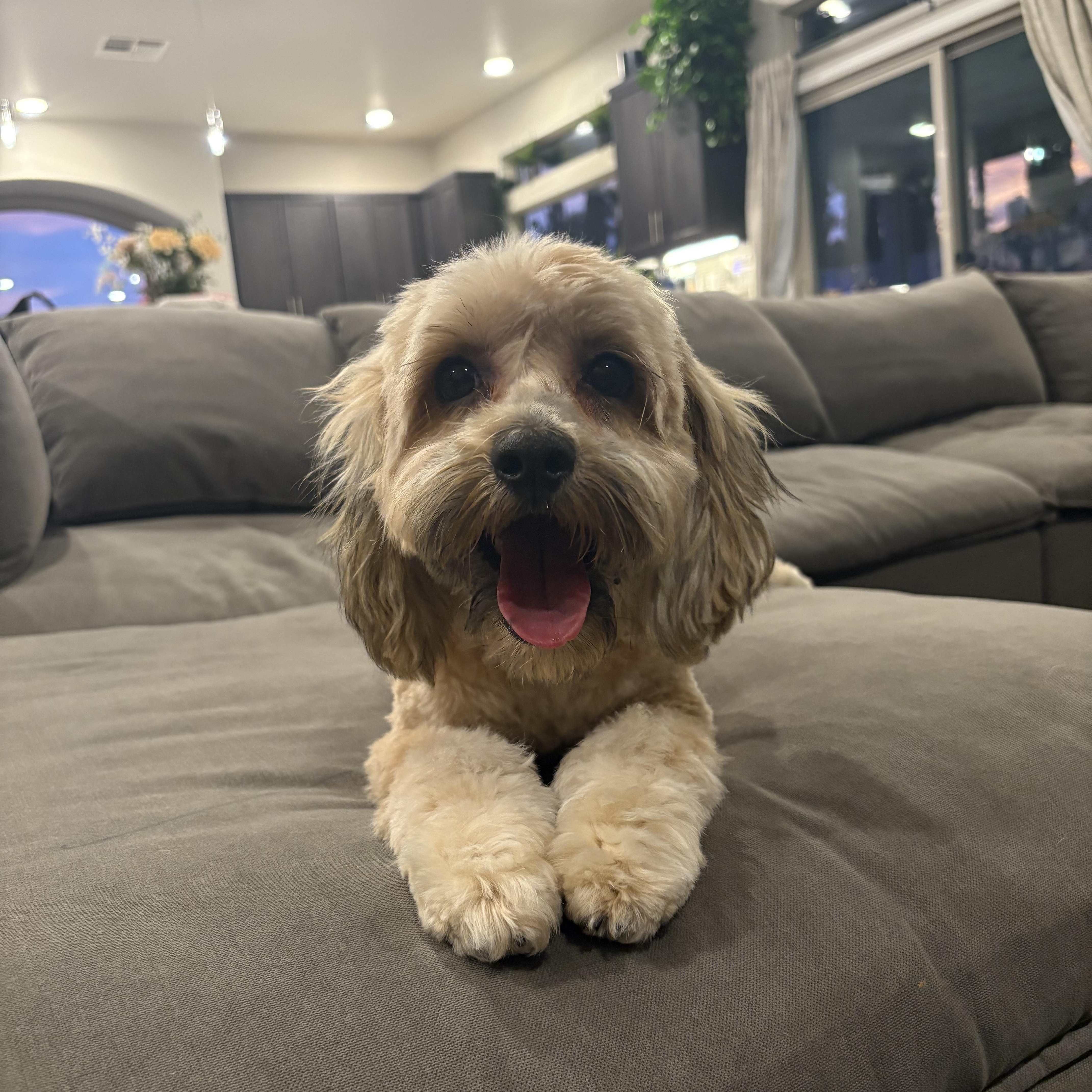 Teddy Bear