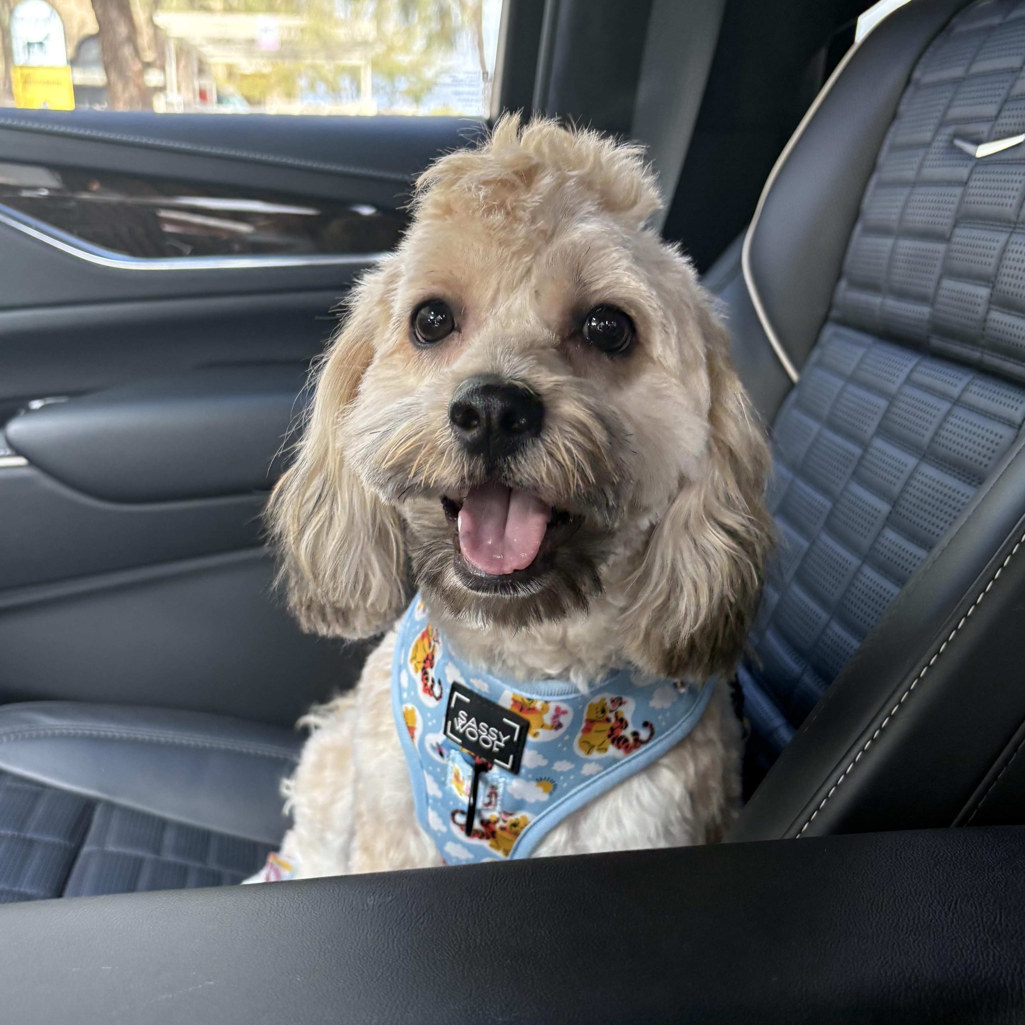 Teddy Bear