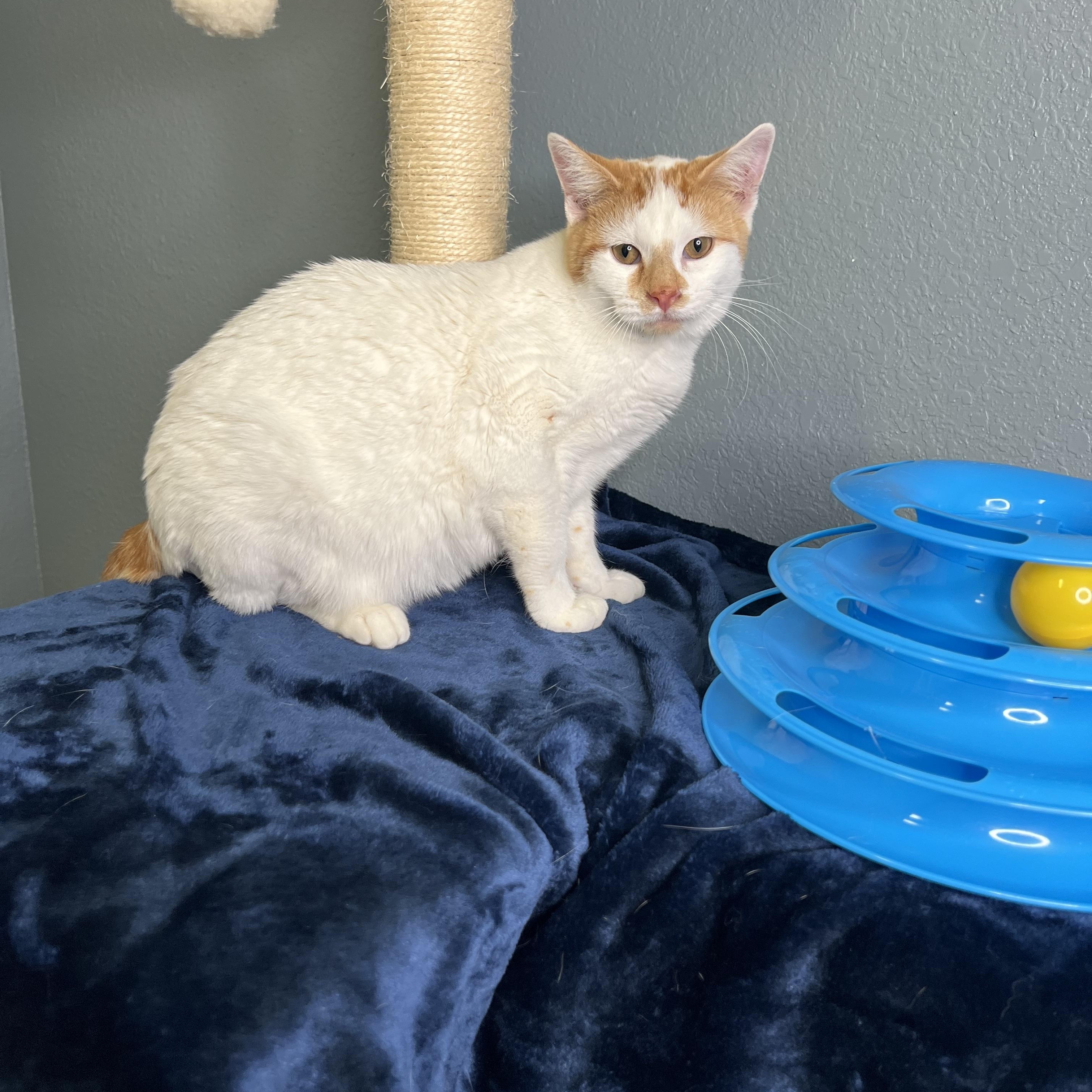 Jepson, a Adoptable Tabby in Newton, IL image 2/6