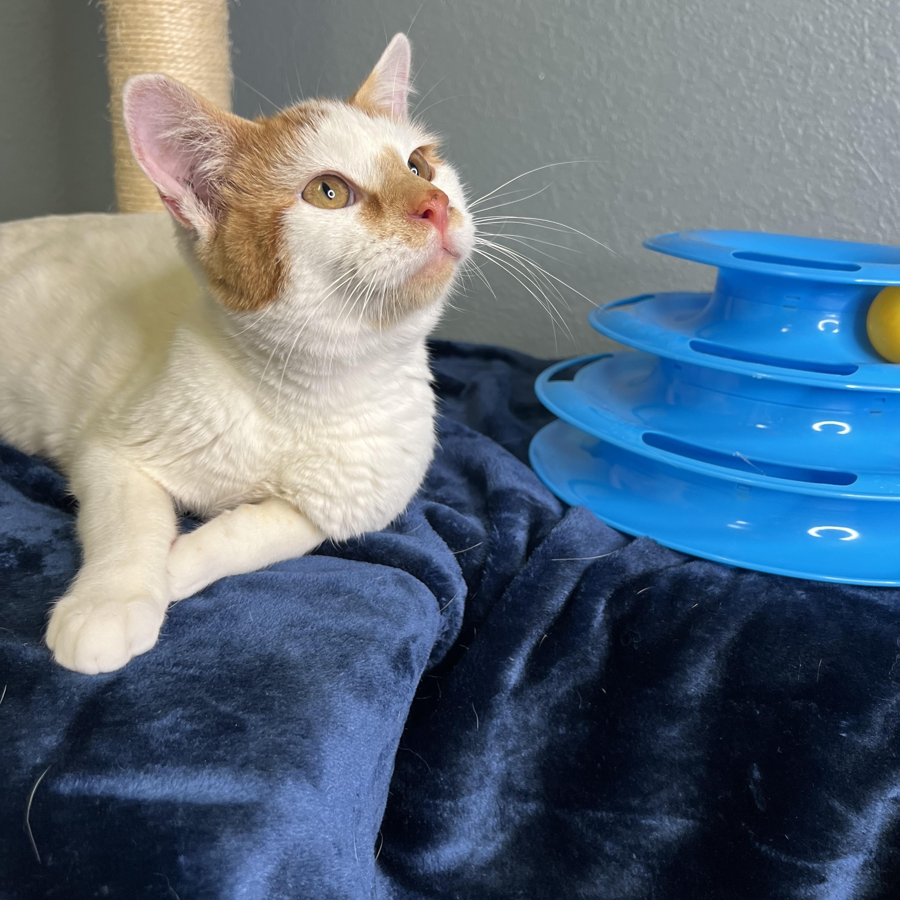 Jepson, a Adoptable Tabby in Newton, IL image 3/6