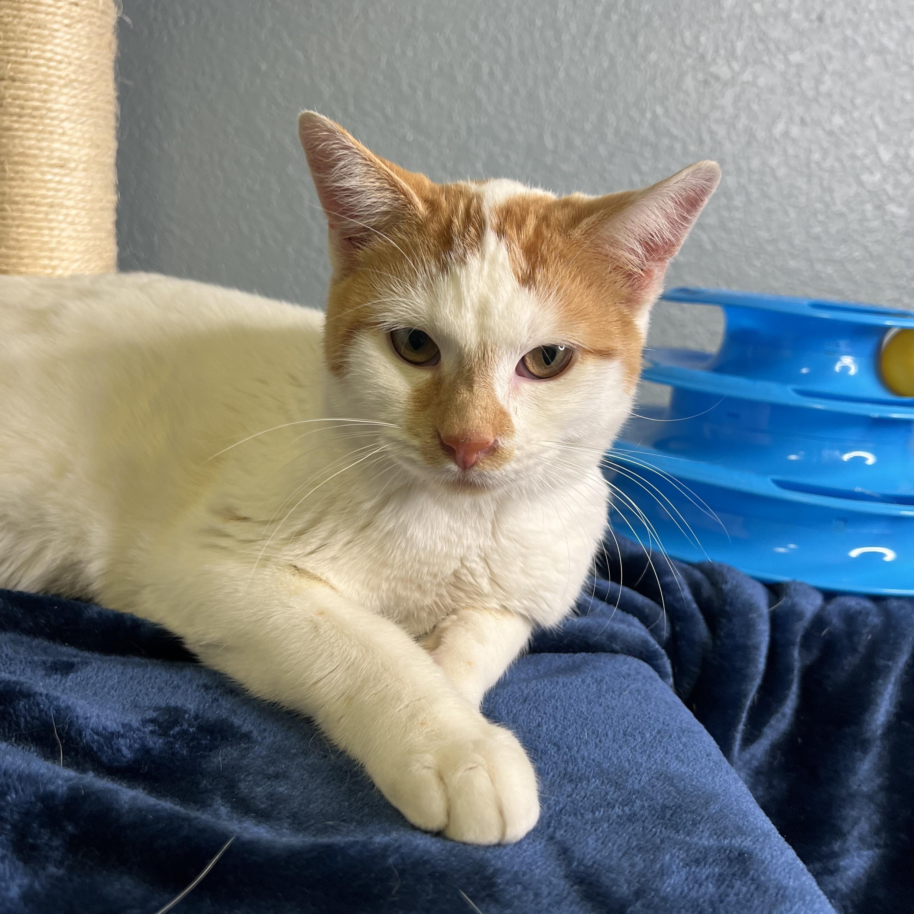 Jepson, a Adoptable Tabby in Newton, IL image 4/6