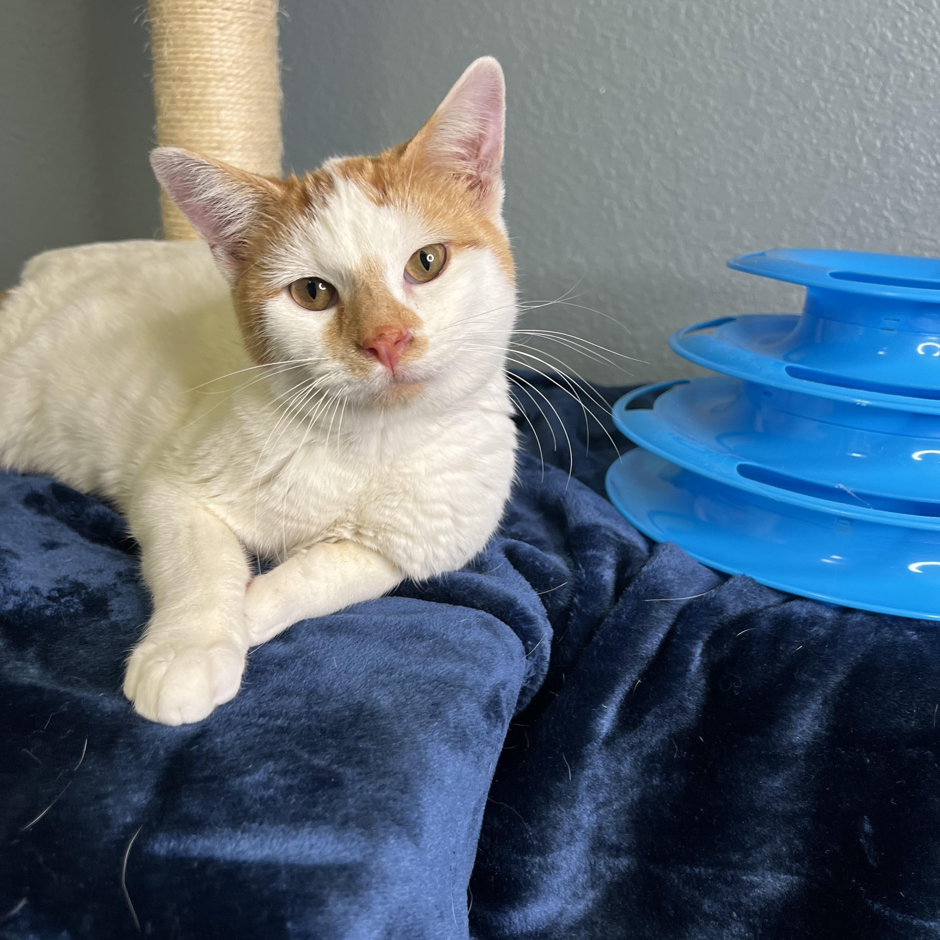 Jepson, a Adoptable Tabby in Newton, IL image 1/6