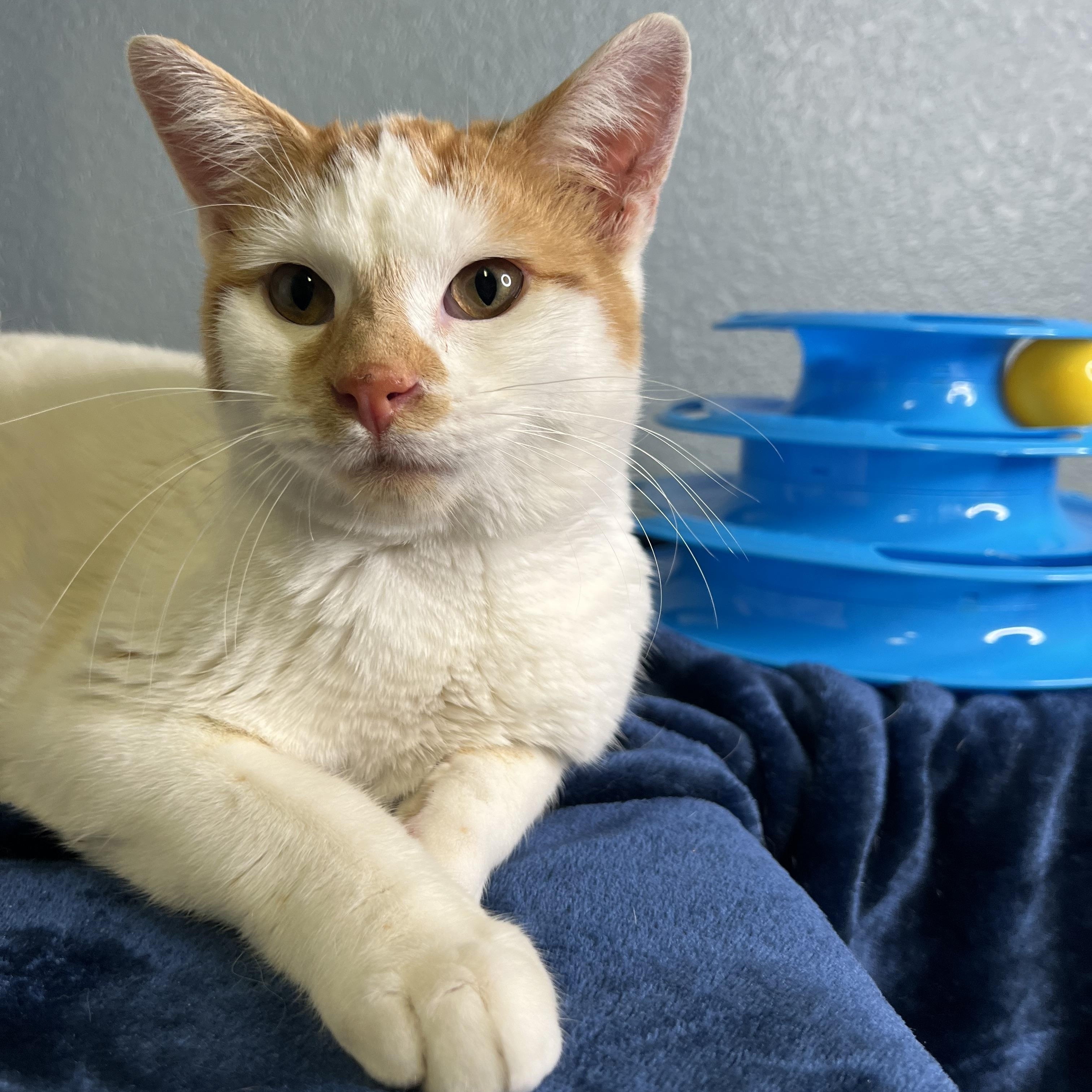 Jepson, a Adoptable Tabby in Newton, IL image 5/6