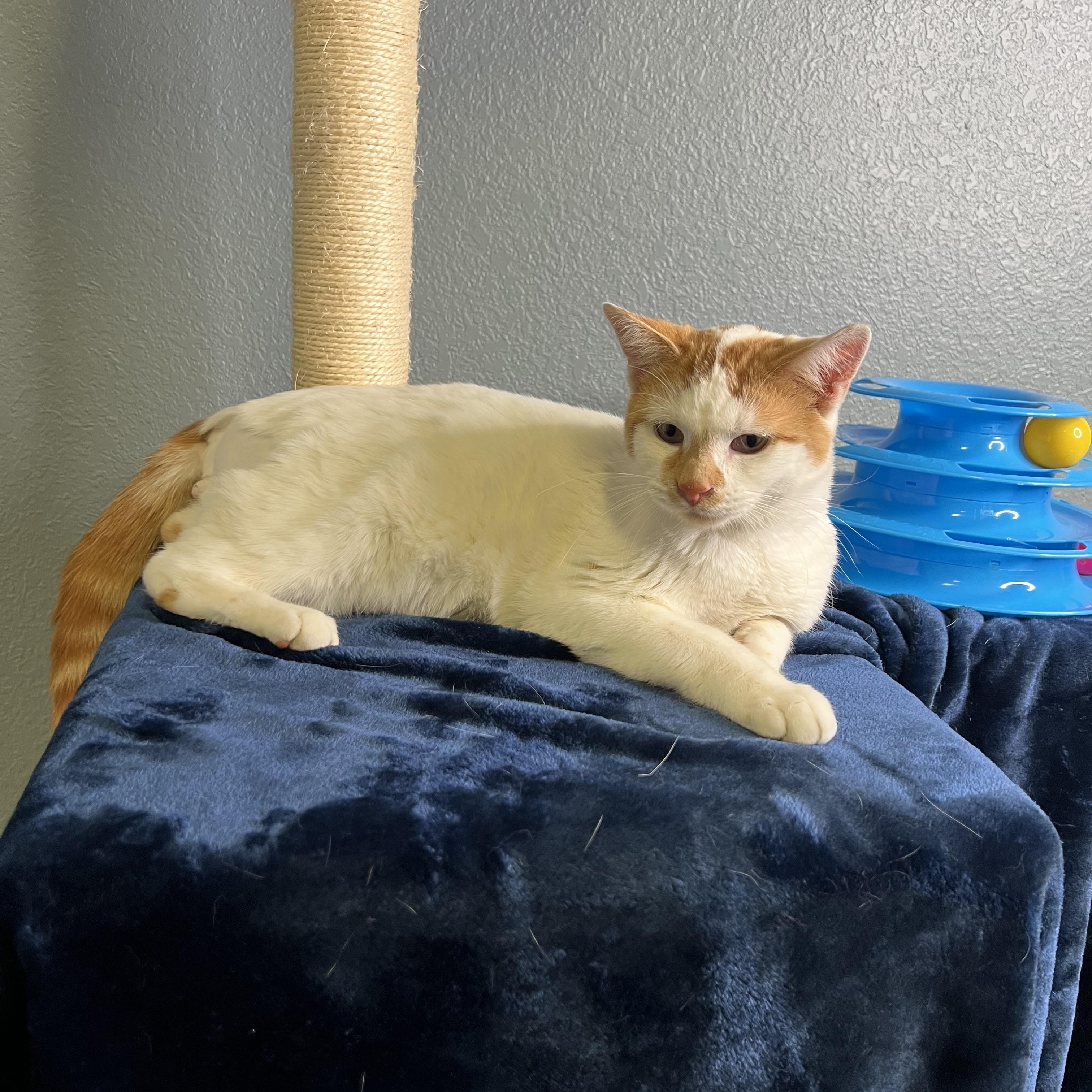 Jepson, a Adoptable Tabby in Newton, IL image 6/6