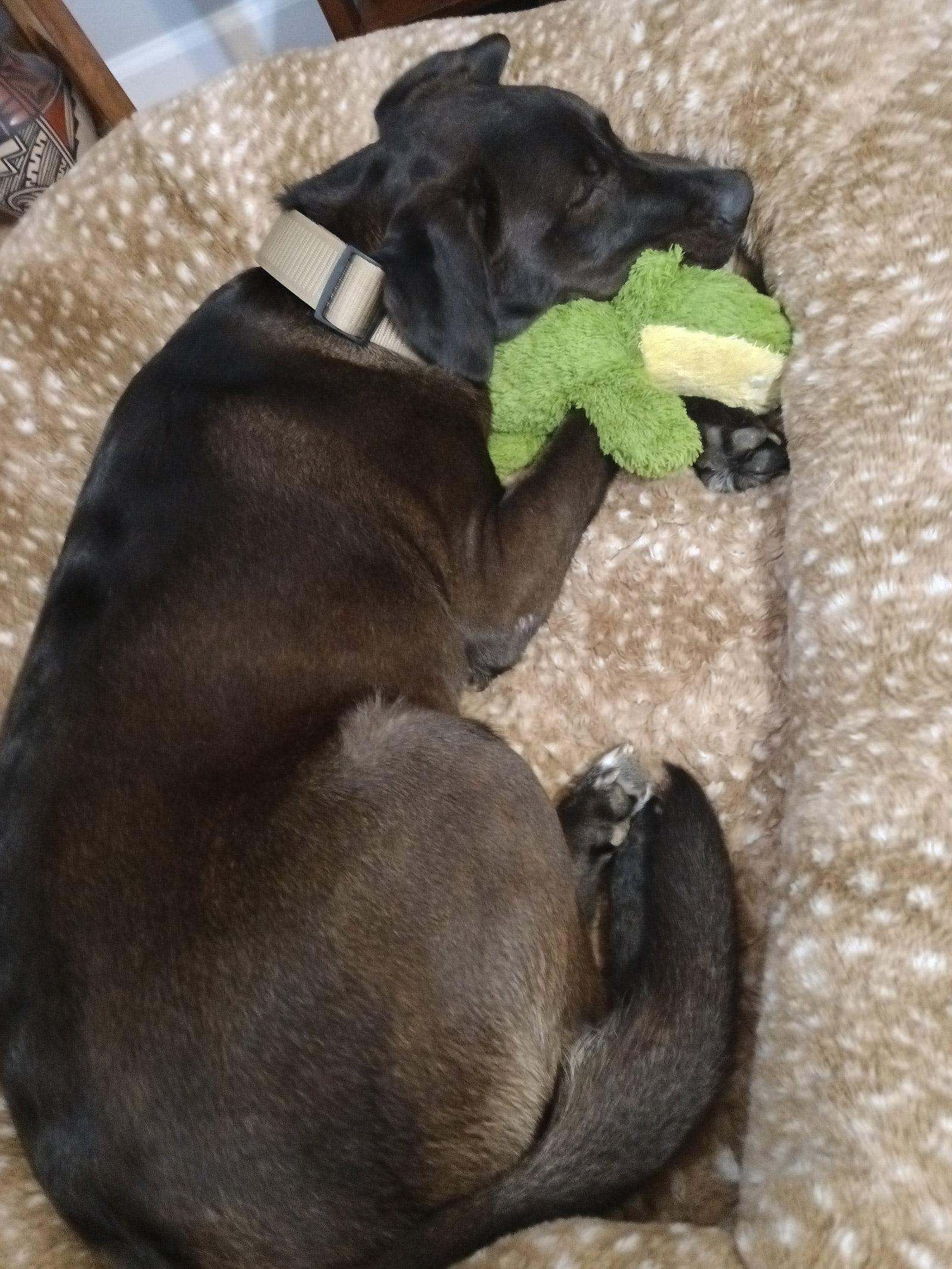 Enlarge Benny, a Adoptable Labrador Retriever in Oakhurst, NJ image 1/3