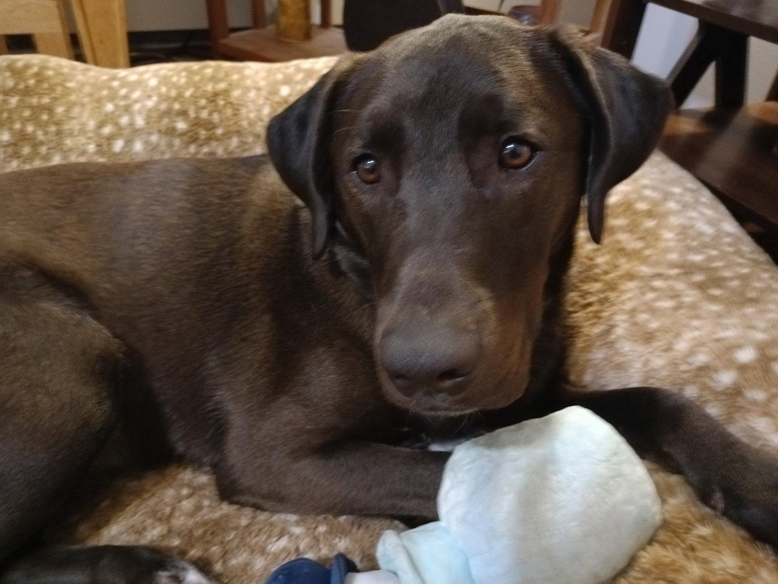 Enlarge Benny, a Adoptable Labrador Retriever in Oakhurst, NJ image 2/3