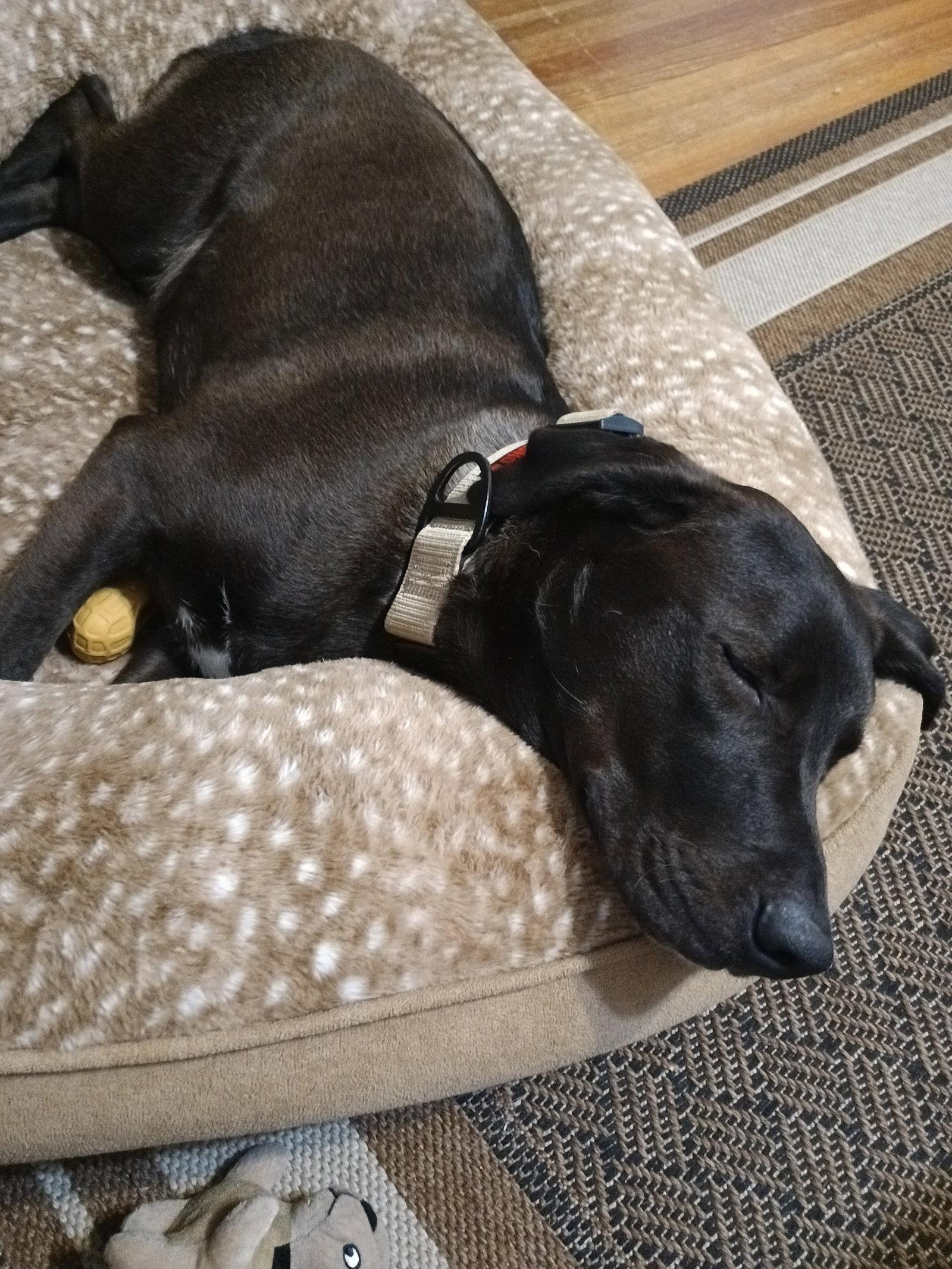 Enlarge Benny, a Adoptable Labrador Retriever in Oakhurst, NJ image 3/3