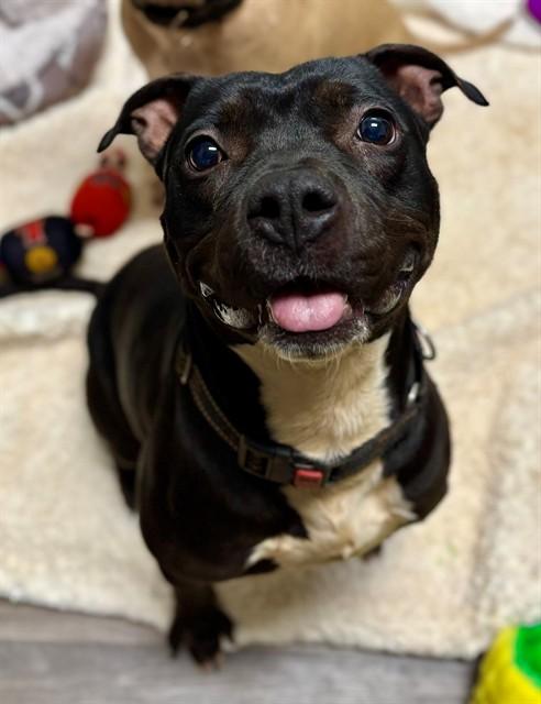 JEANETTE, Adoptable, Young Female American Staffordshire Terrier.