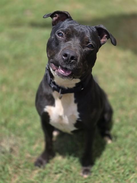 JEANETTE, Adoptable, Young Female American Staffordshire Terrier.