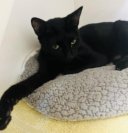 Brisket (Pounce Cat Cafe), Adoptable, Adult Female Domestic Short Hair & Domestic Short Hair.