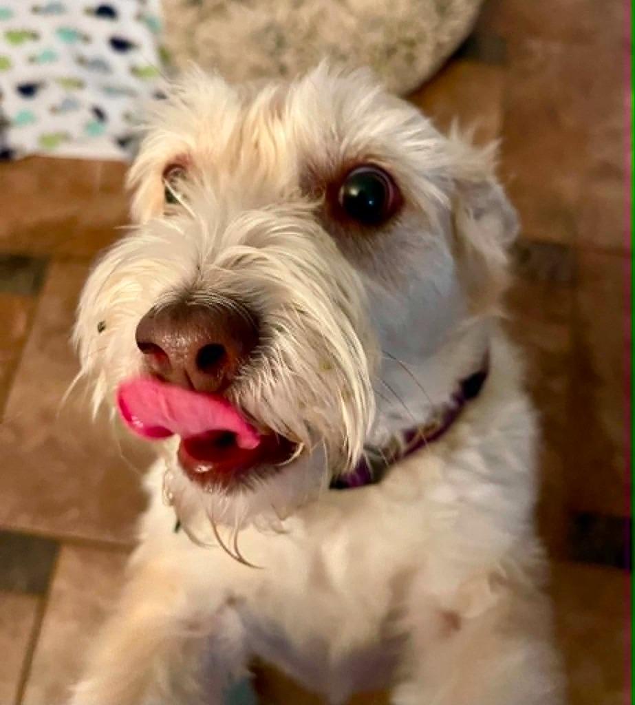 Enlarge Freddie, a Adoptable mixed breed in Waxhaw, NC image 2/6